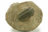 Detailed Reedops Trilobite - Atchana, Morocco #377000-3